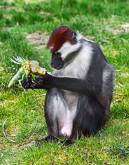 Cherry crowned mangabey. Latin name - Cercocebus torquatus
