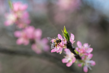 Pszczoła i kwiaty brzoskwini, wiosna