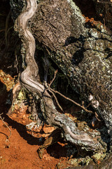 Rossiglione, Appennino Ligure, Panorami innevati