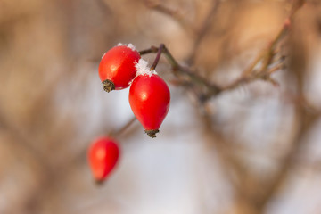 Red bright thorny rosehip with snow in winter