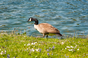 Canadian goose - walking on the lake shore