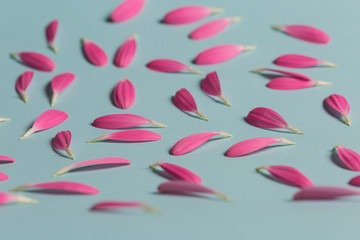 Gerbera pink pestals on blue backgrond closeup