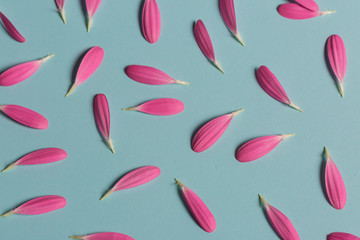 Gerbera pink pestals on blue backgrond closeup