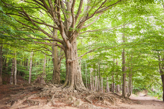 Gran arbol con grandes raices