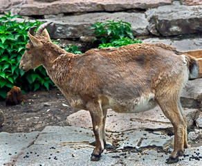 Young markhor. Latin name - Capra falconeri