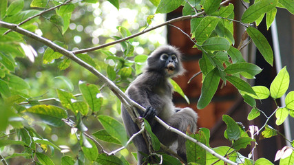 KEDAH, LANGKAWI, MALAYSIA - APR 08th, 2015: An adult dusky leaf monkey or langur is sitting among leaves in a tree in the wild
