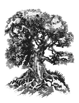 Bonsai tree, Ink drawing. Пометка для 