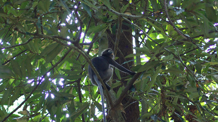 KEDAH, LANGKAWI, MALAYSIA - APR 08th, 2015: An adult dusky leaf monkey or langur is sitting among leaves in a tree in the wild