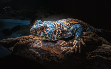 Blue and yellow lizard on natural wooden snag