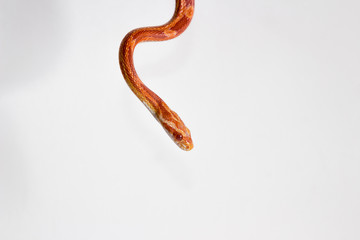 Corn Snake