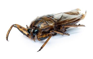 A fried Giant Water Bug - Lethocerus indicus, isolated on white background. Roasted bug, close up....