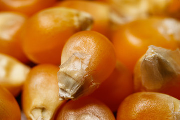 Dry corn seeds for popcorn. Extreme macro photography.