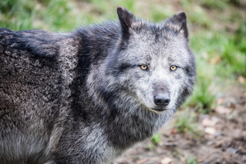 Loup du canada