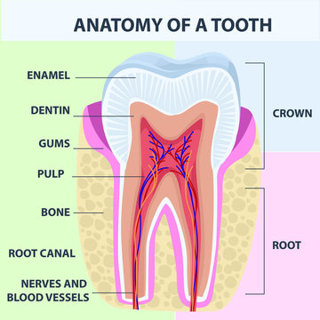 Tooth anatomy