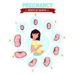 Pregnant beautiful woman vector infographics. Pregnancy by trimester stages vector illustration. Female with fetus in belly.