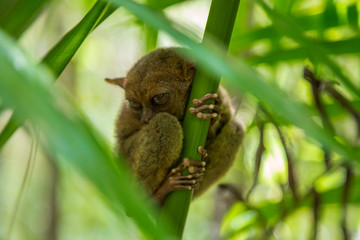 Nocturnal animal tarsier, with big round eyes, on a tree branch at day time