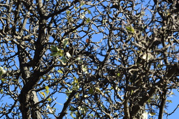 Cyprus spring forest  