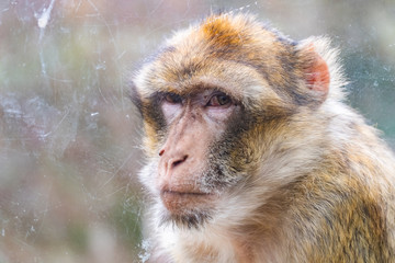 Singe Macaque de Barbarie