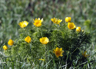 Adonis vernalis grows in the wild