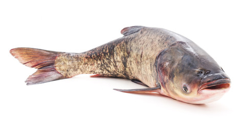 Great fresh fish.