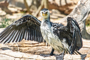 Little Pied Cormorant - Microcarbo (Phalacrocorax) melanoleucos, drying his wings and feathers.