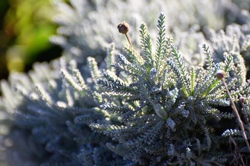 spring beautiful plant