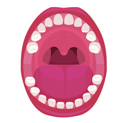 Anatomy of Human Mouth. Vector illustration