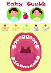 Tooth  arrival chart infographic. Temporary teeth - names, groups, period of eruption and shedding of the children. Vector illustration, baby teeth.