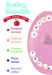 Tooth  arrival chart infographic. Temporary teeth - names, groups, period of eruption and shedding of the children. Vector illustration, baby teeth.