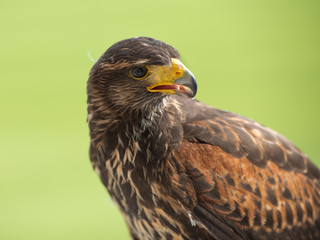 Harris' hawk portrait with green background