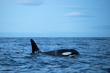 killer whale, orca, orcinus orca