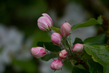 Obraz premium Close up of delicate pink apple blossom in bud with shallow depth of field