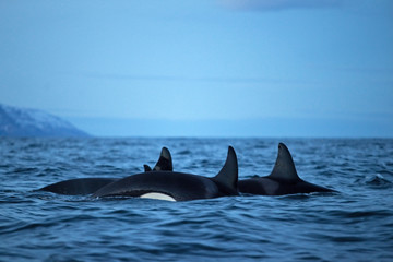 Fototapeta premium orka, orca, orcinus orca