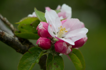 Beautiful delicate pink flowers on the branch of an apple tree green background selective focus