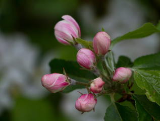 Close up of delicate apple blossom in bud on a tree branch selective focus