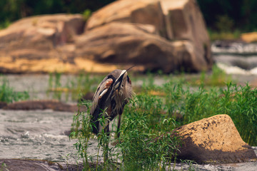 great blue heron fishing