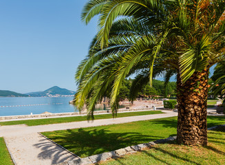 Fototapeta na wymiar Summer park with palm trees (Montenegro)