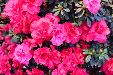 Flowers of bright pink azalea in the garden, floral background.