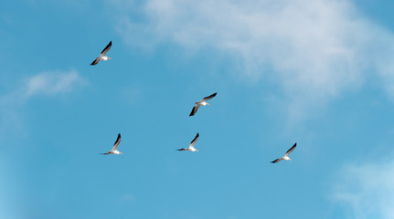 Pelicans Flying thru Blue Skies