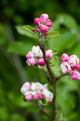Fototapeta na wymiar Beautiful pink blossom on an apple tree green background selective focus