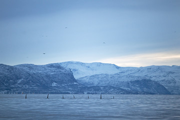 Obraz premium orka, orca, orcinus orca