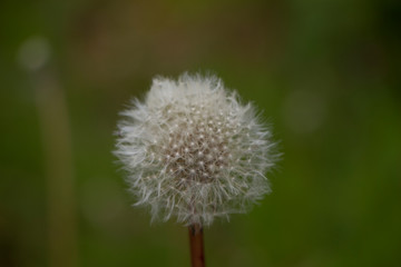 Single dandelion seed head clock with green background selective focus