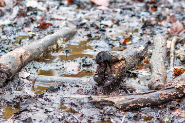 Muddy ground filled with tree branches