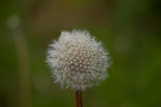 Single dandelion seed head clock with green background selective focus
