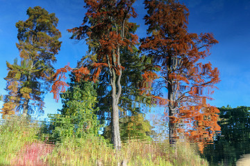 Fototapeta premium Abstract trees reflection on rippled water surface