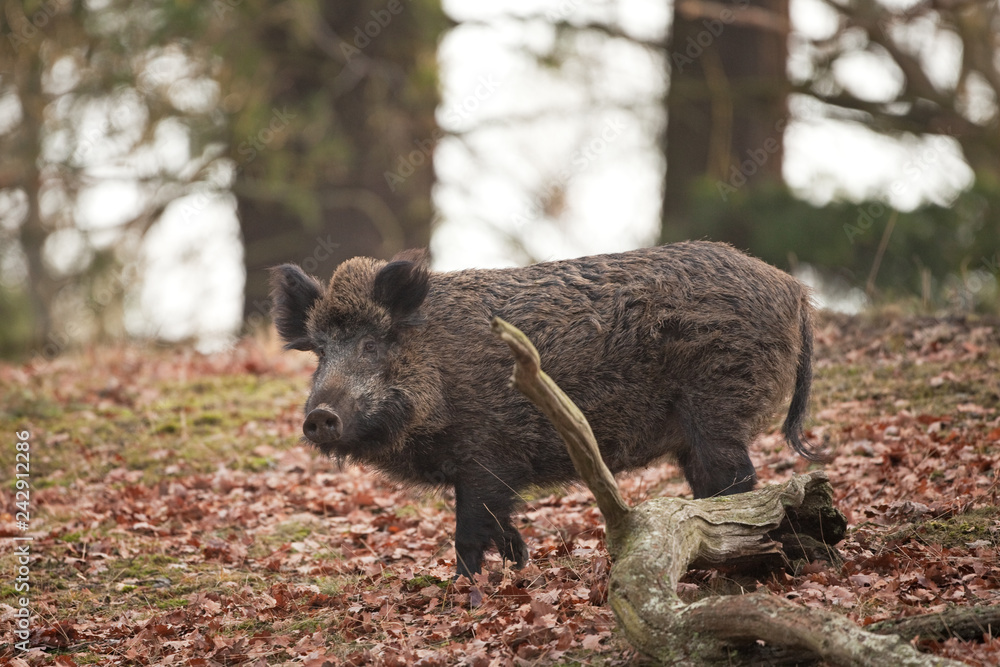 Wall mural wild boar, sus scrofa, czech republic