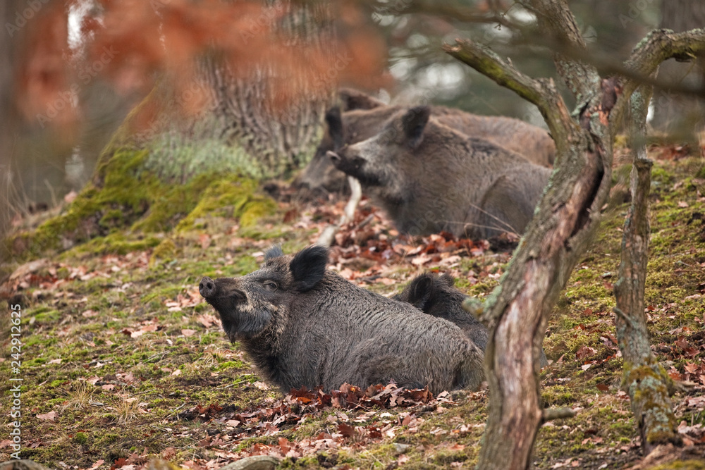 Wall mural wild boar, sus scrofa, czech republic