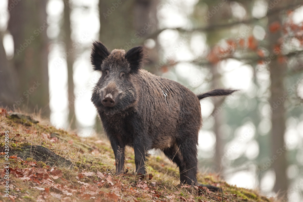 Wall mural wild boar, sus scrofa, czech republic