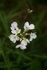 Close up of a cuckoo flower in full bloom with grass background selective focus