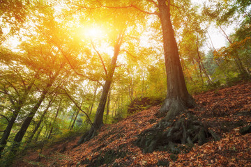 Naklejka premium Landscape of colorful forest with sun rays through branches of trees. Autumn forest nature. Scenery of nature with sunlight.